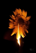 IIP Online Student Photography